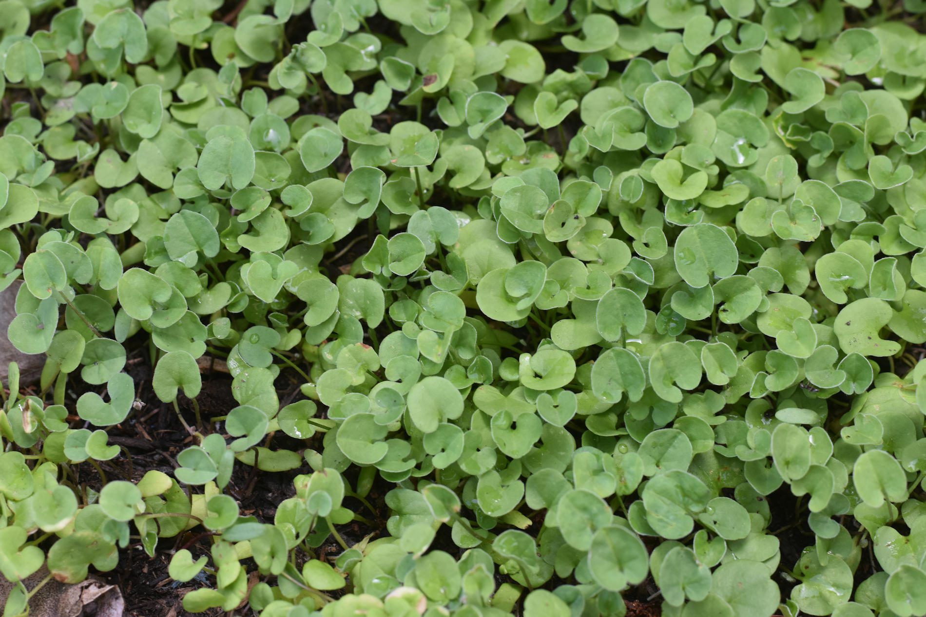 Un Prato Facile Facile Che Non Si Taglia La Dichondra Repens