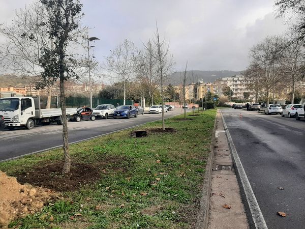 A Salerno Piantumati Nuovi Alberi Cilentano It