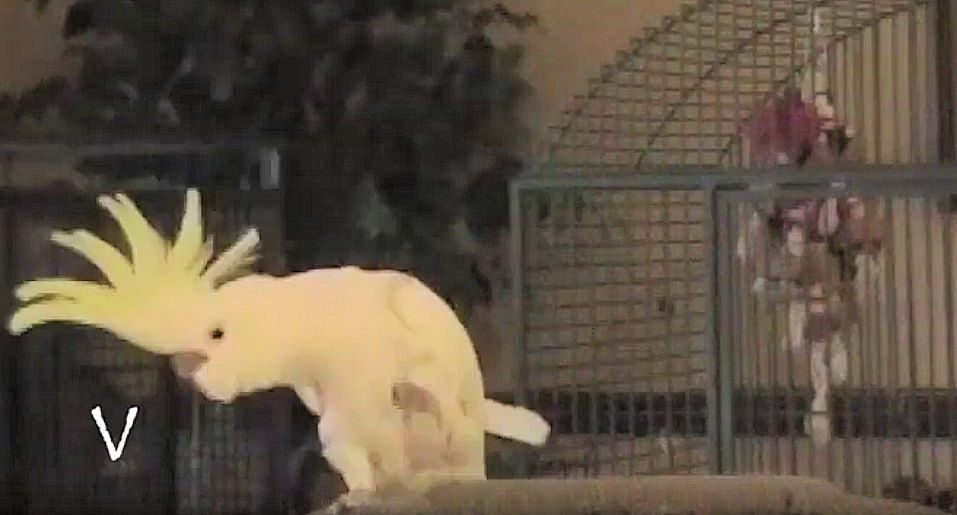 Il pappagallo ballerino che si muove come gli umani - video pappagallo - Il pappagallo ballerino che si muove come gli umani - video