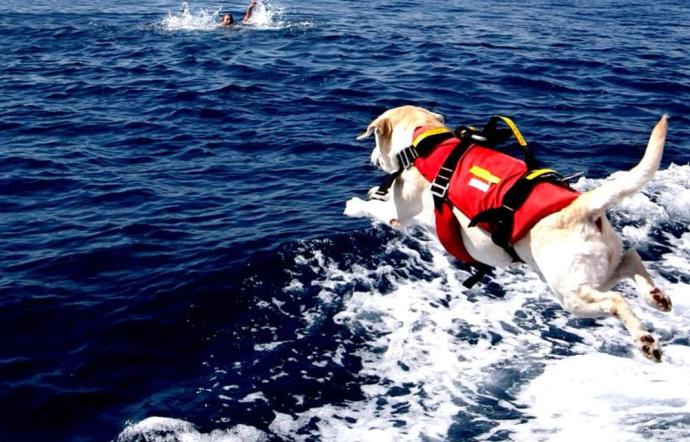 Palinuro, si gettano nel mare agitato: salvati dai cani bagnino 1563137789664.jpg alcamo bagnante in difficoltasalvato da un cane bagnino - Palinuro, si gettano nel mare agitato: salvati dai cani bagnino