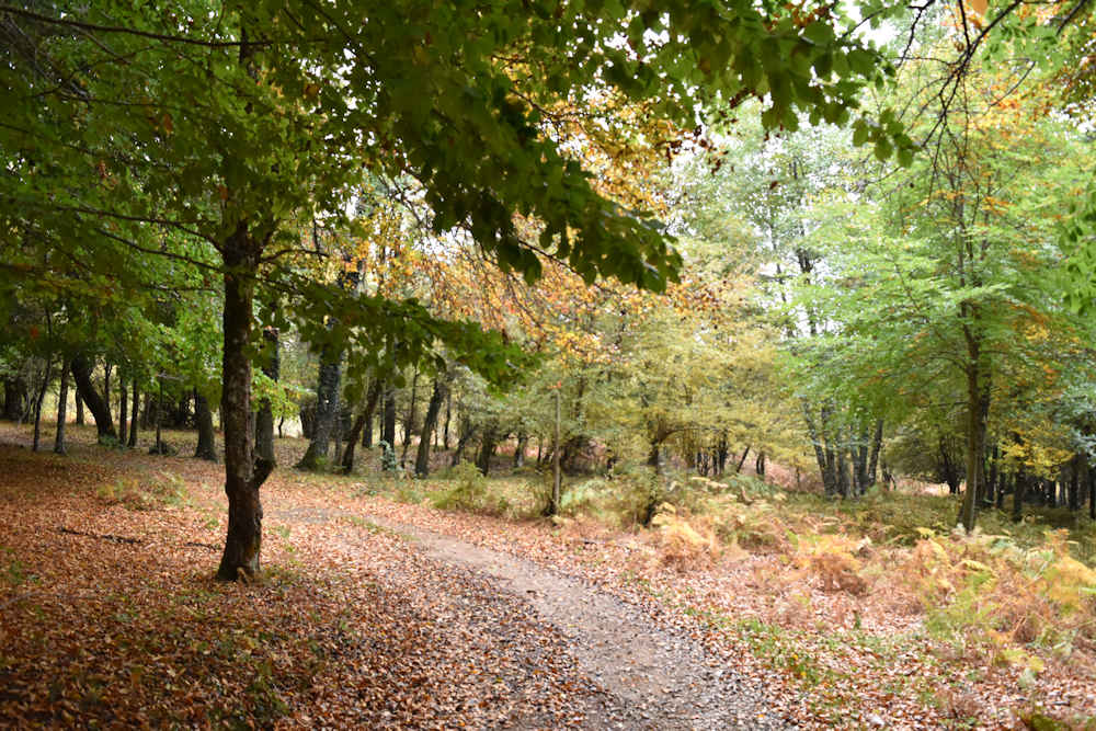 IL PUZZLE DELLA DOMENICA: AUTUNNO CILENTANO! autunno - IL PUZZLE DELLA DOMENICA: AUTUNNO CILENTANO!