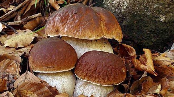 Campora, si perdono in montagna per cercare funghi: salvati dalla Forestale alto 302965.660x368 - Campora, si perdono in montagna per cercare funghi: salvati dalla Forestale