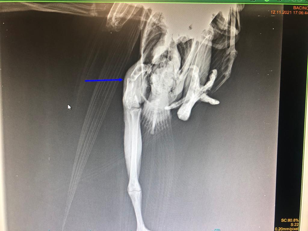 Palinuro, oggi abbiamo salvato un Falco Pellegrino... (foto, video e radiografia) WhatsApp Image 2021 11 12 at 18.03.10 - Palinuro, oggi abbiamo salvato un Falco Pellegrino... (foto, video e radiografia)