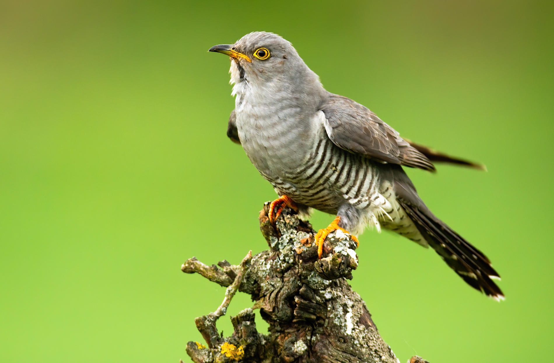 Fauna del Cilento: il Cuculo 