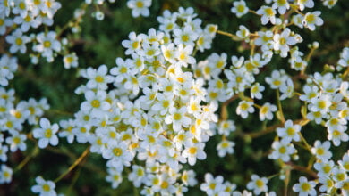 Lifelong saxifrage blooming in the garden, Saxifraga paniculata in spring