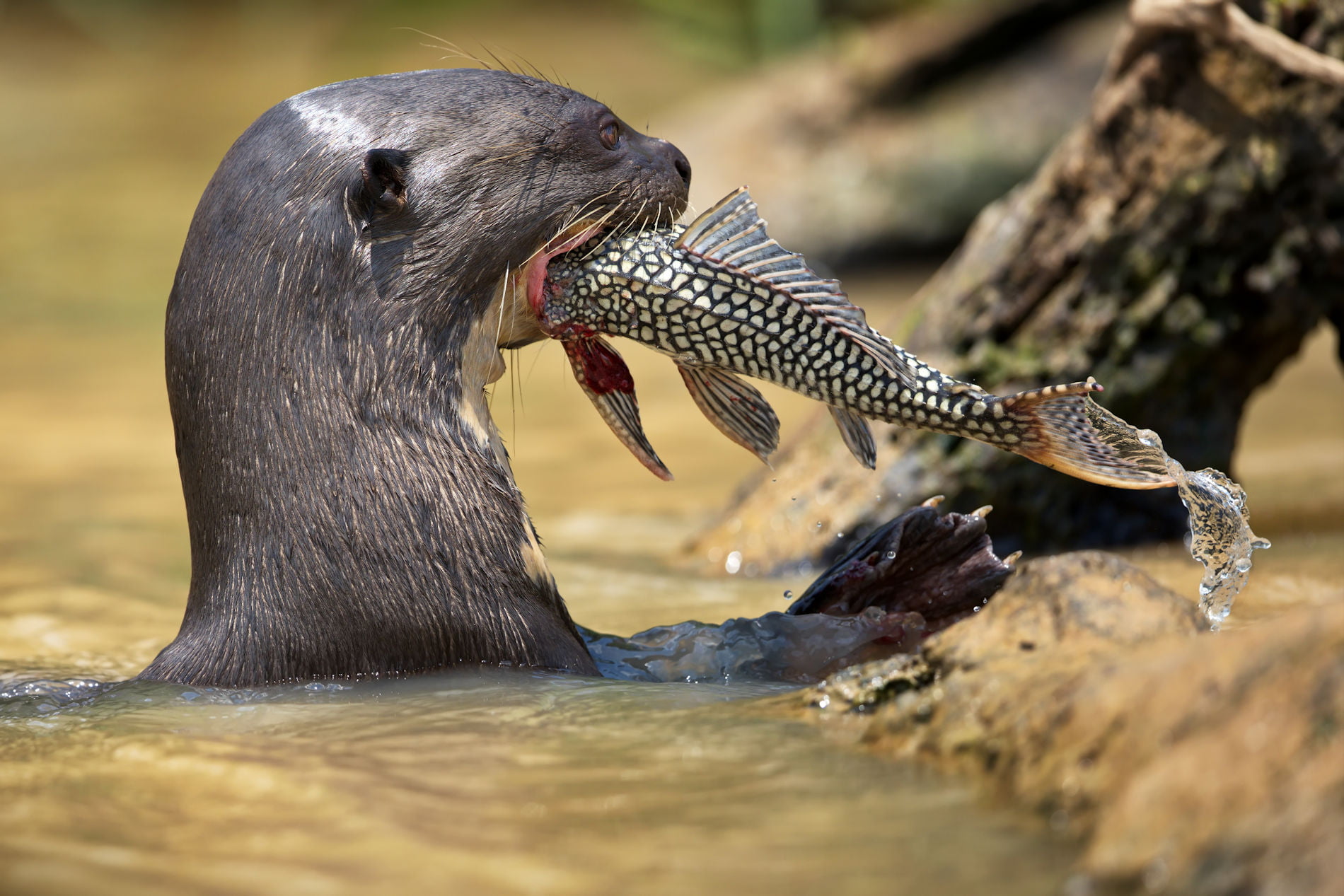 Lo Sapevate Che La Lontra Puo Dire Haa Haa Cilentano It